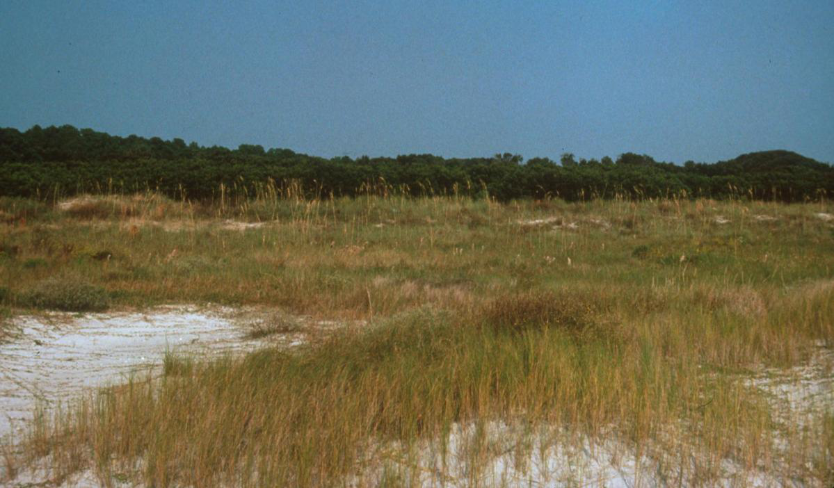 Coastal Grassland